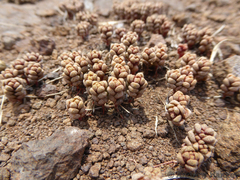 Crassula corallina