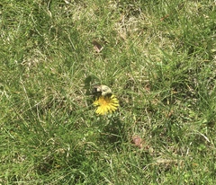 Bombus impatiens