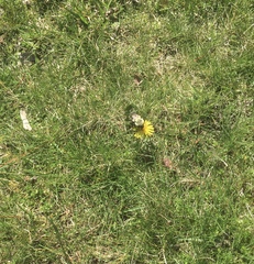 Bombus impatiens