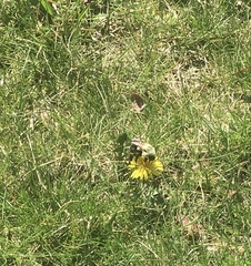 Bombus impatiens
