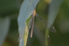 Banyutus lethalis