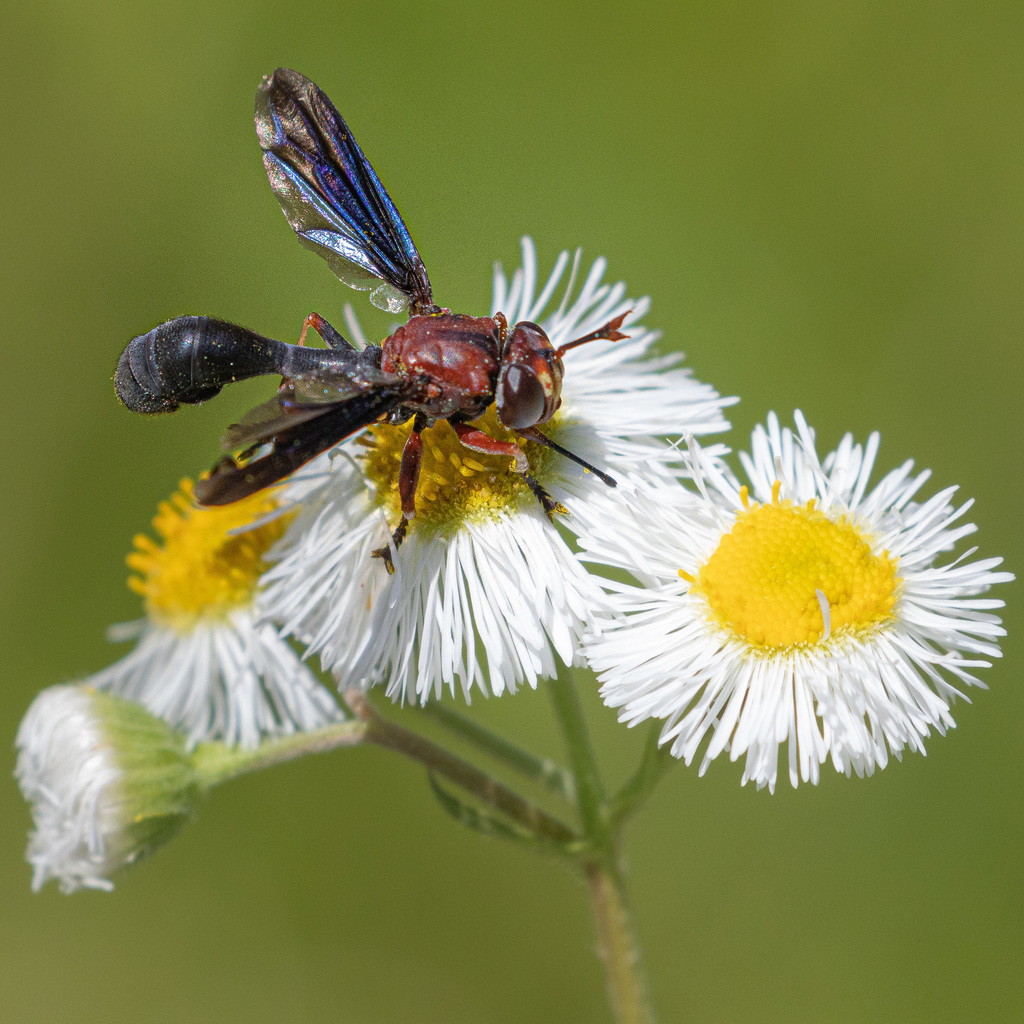 Physocephala floridana
