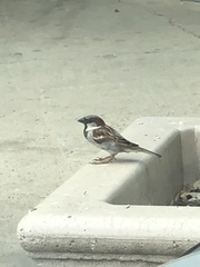 Passer domesticus