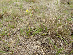 Bulbine favosa