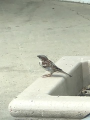 Passer domesticus