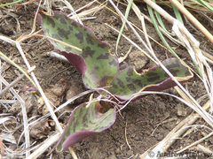 Drimiopsis burkei