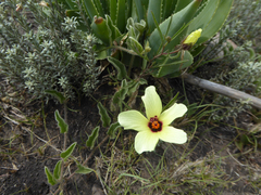 Hibiscus microcarpus