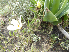 Hibiscus microcarpus