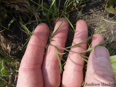 Hibiscus microcarpus