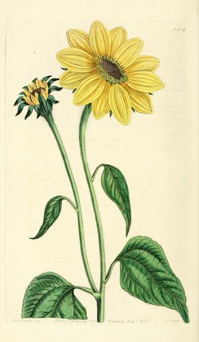 tree marigold