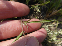 Hibiscus microcarpus
