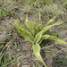 Kharatsa Stargrass - Photo (c) Andrew Hankey, some rights reserved (CC BY-SA), uploaded by Andrew Hankey