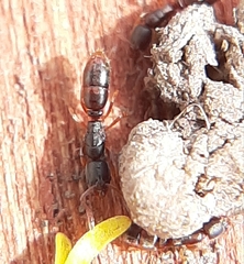 Ponera pennsylvanica