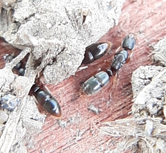 Ponera pennsylvanica