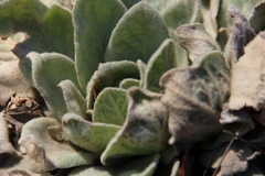 Verbascum thapsus