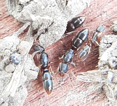 Ponera pennsylvanica