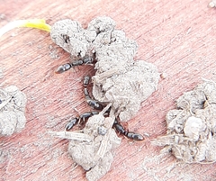 Ponera pennsylvanica