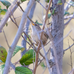 Troglodytes troglodytes