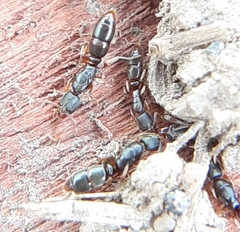 Ponera pennsylvanica