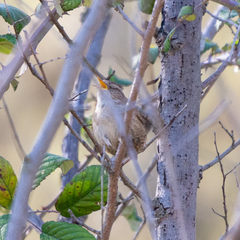 Troglodytes troglodytes