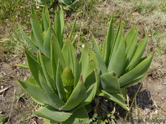 Aloe ecklonis