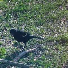 Agelaius phoeniceus