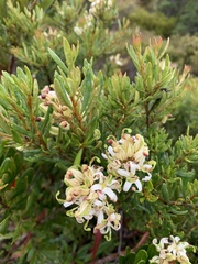 Lomatia polymorpha