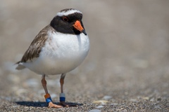 Thinornis novaeseelandiae