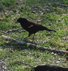 Agelaius phoeniceus