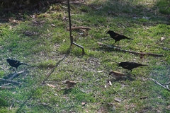Agelaius phoeniceus