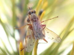 Elgiva solicita