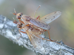 Elgiva solicita