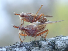 Elgiva solicita