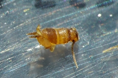 Myrmecophilus myrmecophilus