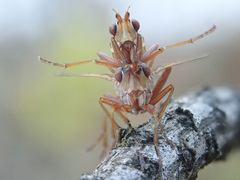 Elgiva solicita