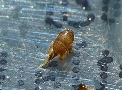Myrmecophilus myrmecophilus
