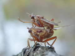 Elgiva solicita