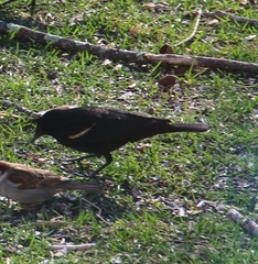 Agelaius phoeniceus