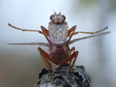 Elgiva solicita