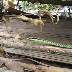 Dendrelaphis formosus