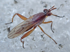 Sepedon spinipes