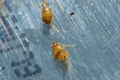 Myrmecophilus myrmecophilus