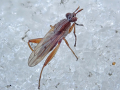Sepedon spinipes
