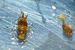 Myrmecophilus myrmecophilus