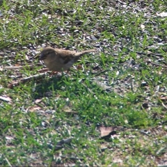 Passer domesticus