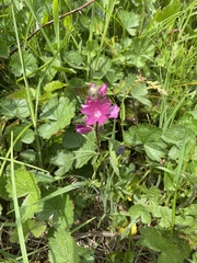 Sidalcea oregana eximia