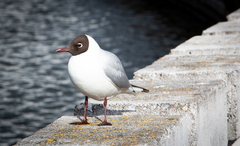 Chroicocephalus ridibundus