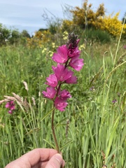 Sidalcea oregana eximia