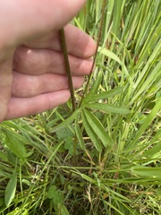 Sidalcea oregana eximia