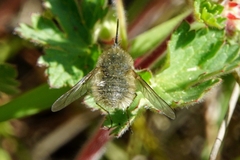 Bombylius cinerascens